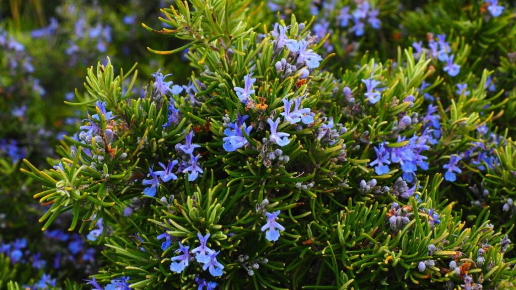 Pollinator attraction for rosemary using companion plants
