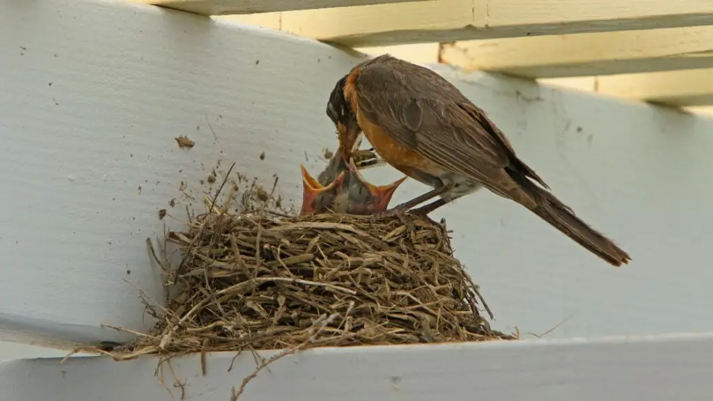 Safe nesting materials for birds