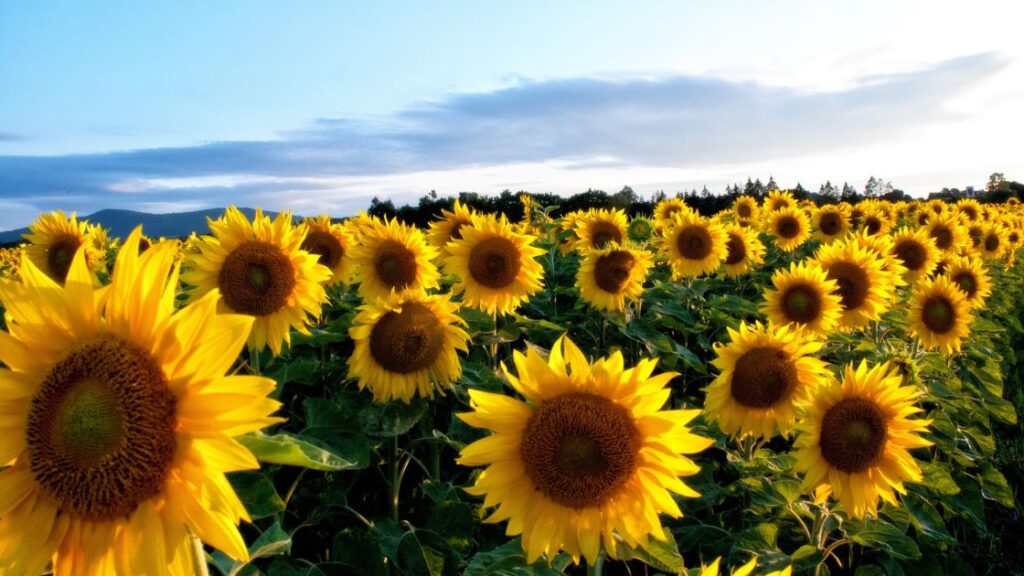 Sunflowers as a natural pest control