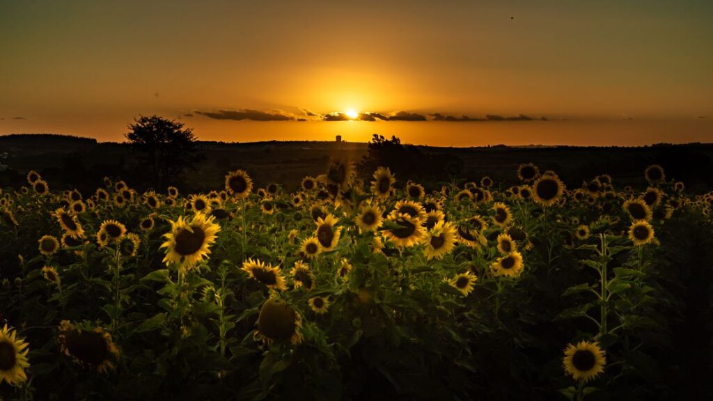 Sunflowers as a source of shade