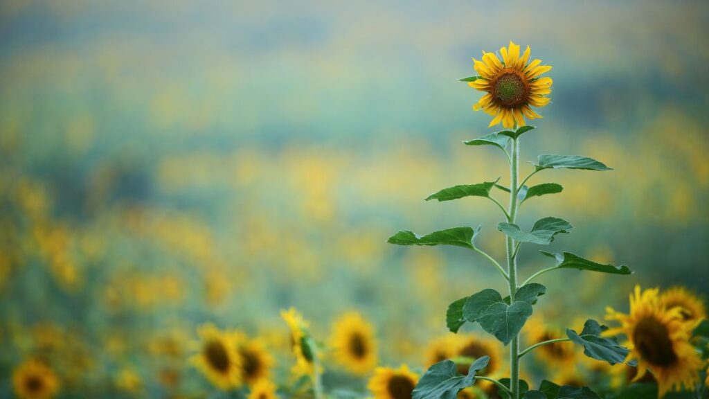 Sunflowers as an easy to grow plant