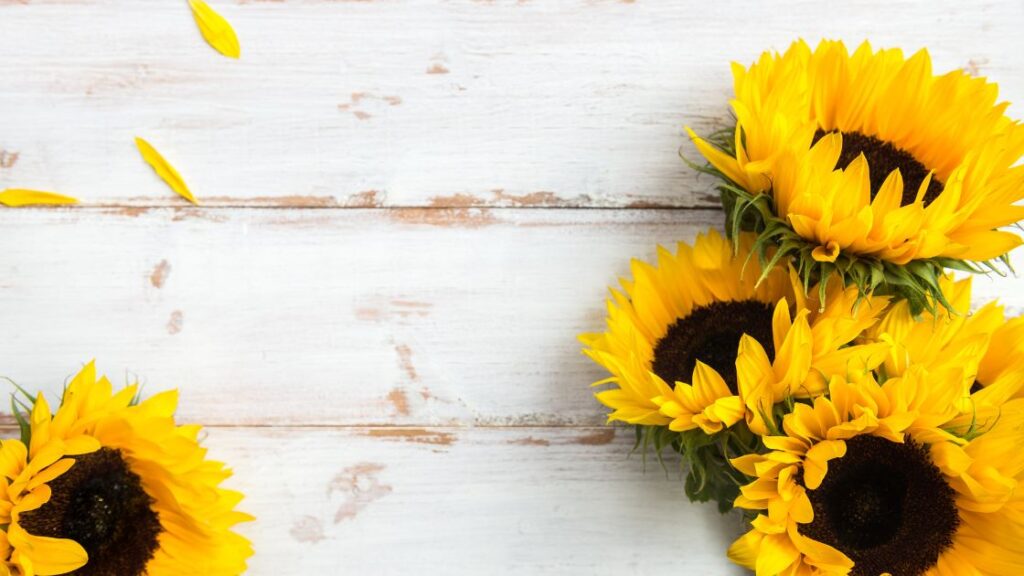 Sunflowers as an edible flower