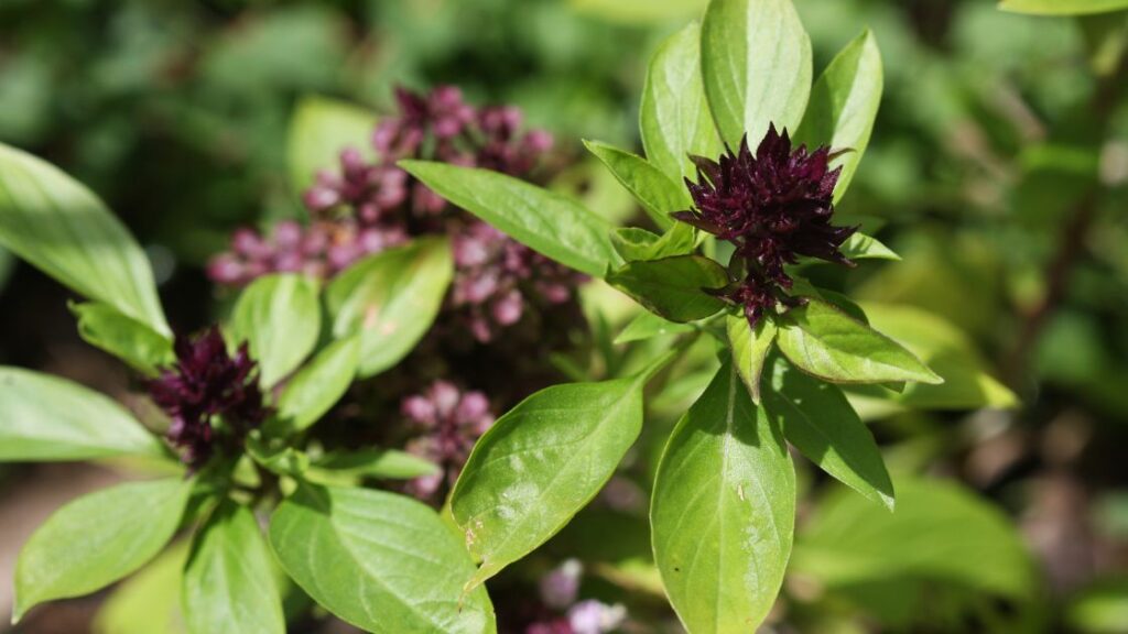 Tomatoes Basil Synergy