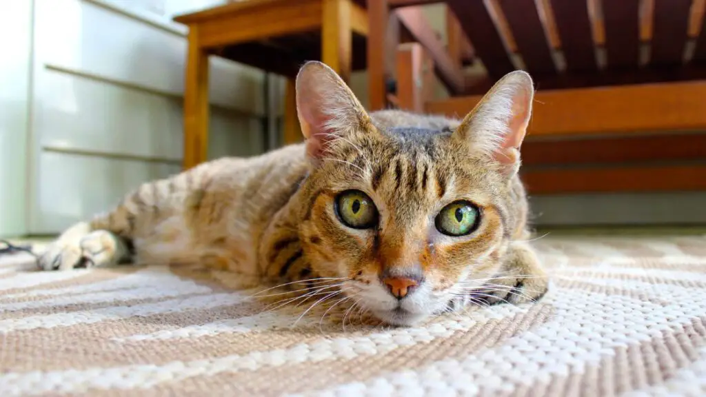 Top Carpet Choices for Homes with Cats