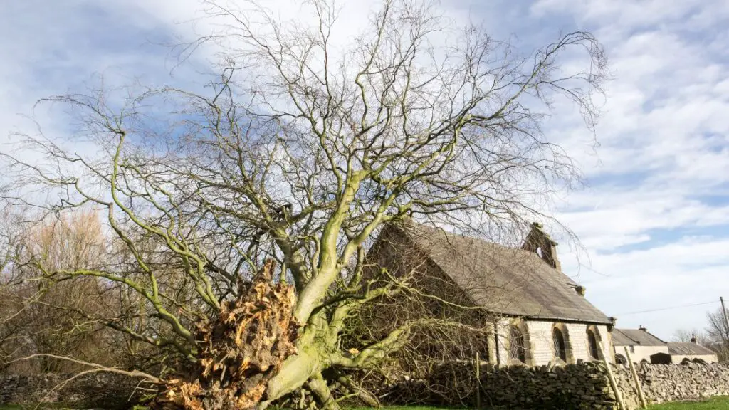Trees prone to storm damage