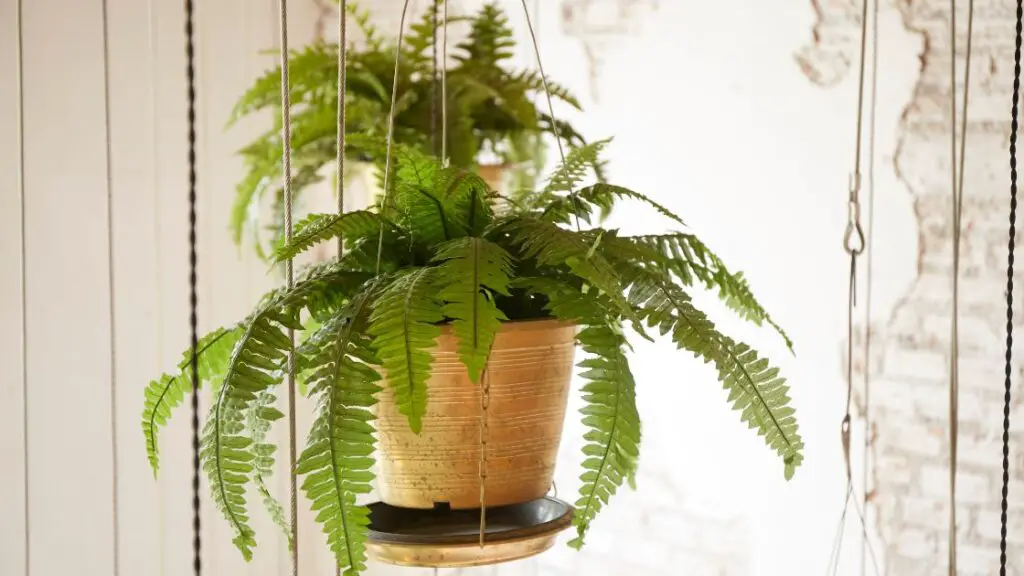 Troubleshooting Common Hanging Plant Problems