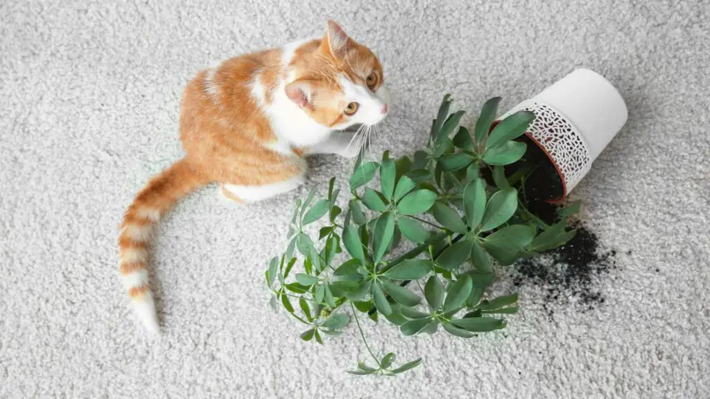 Understanding Your Feline Friends