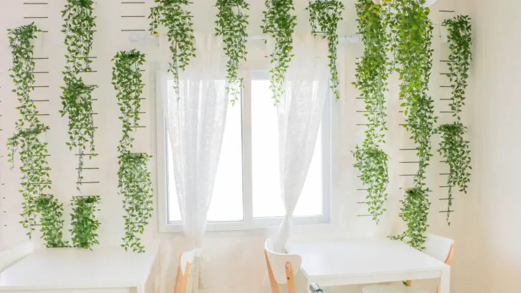 Where to Buy Hanging Plants and Accessories