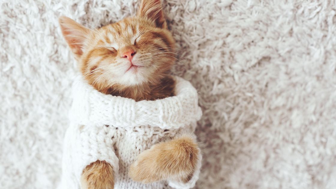 best carpet for cats